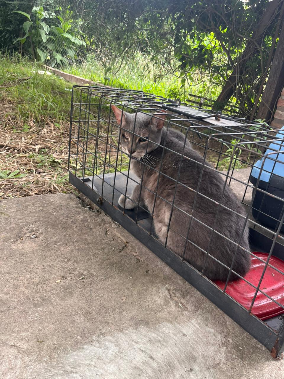 Rescatan y brindan asistencia a animales que quedaron solos en una vivienda por el deceso de su dueña en Funes